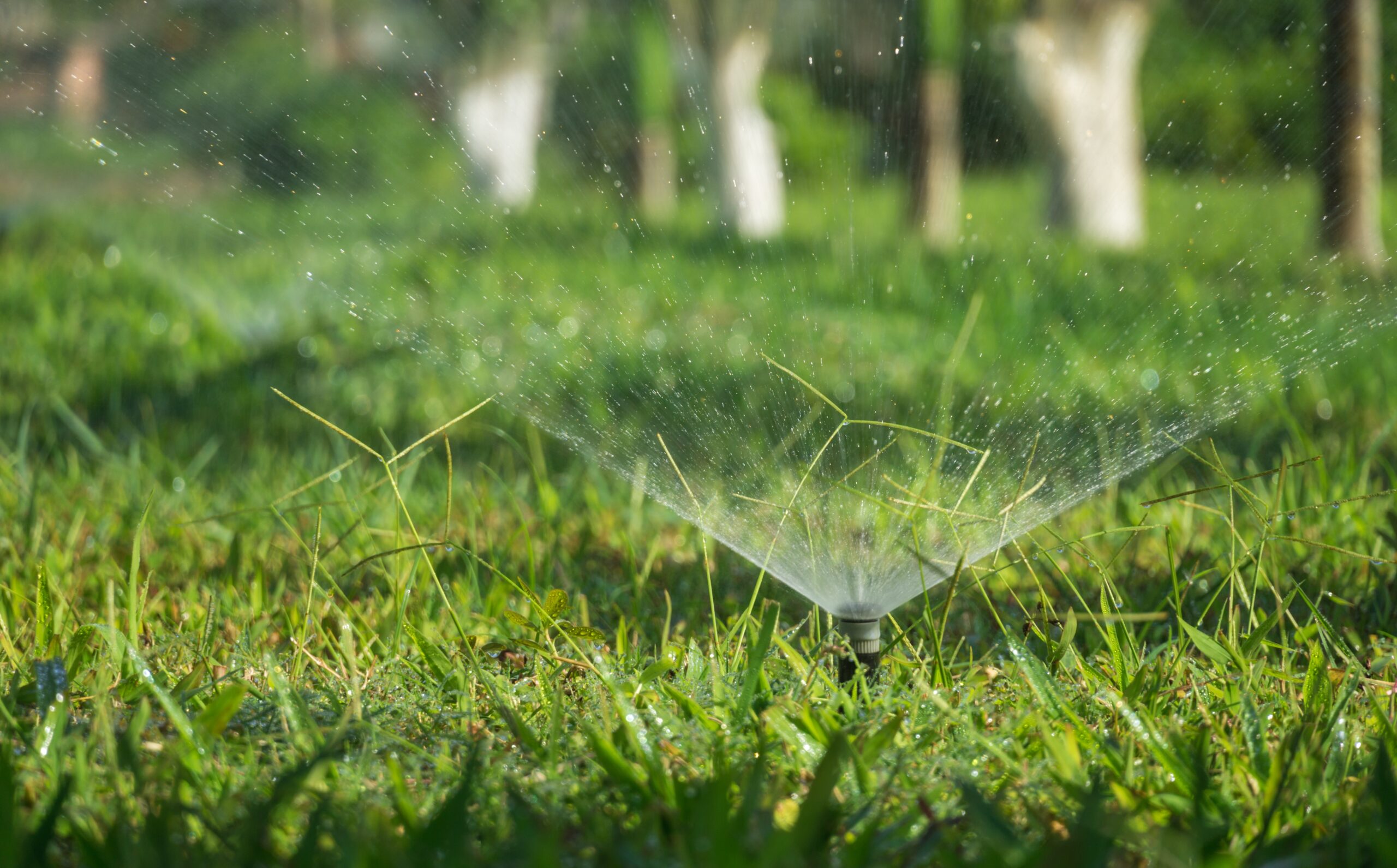 GREEN GRAS WITH WATER SPRINKLER