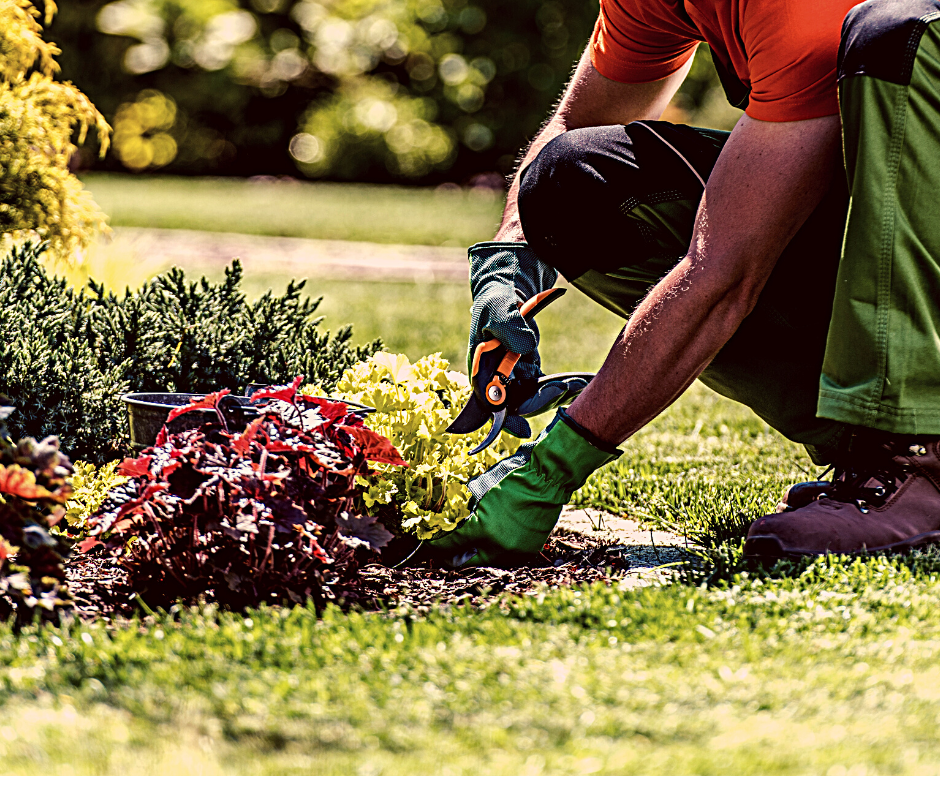 FLOWER BED MAINTENANCE MAN TRIMMING HEDGES