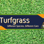 What are the common turfgrasses found in East Texas?