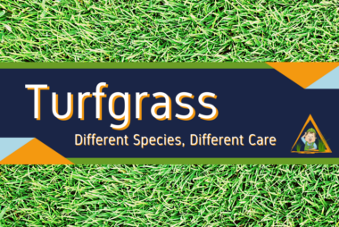 green grass turfgrass