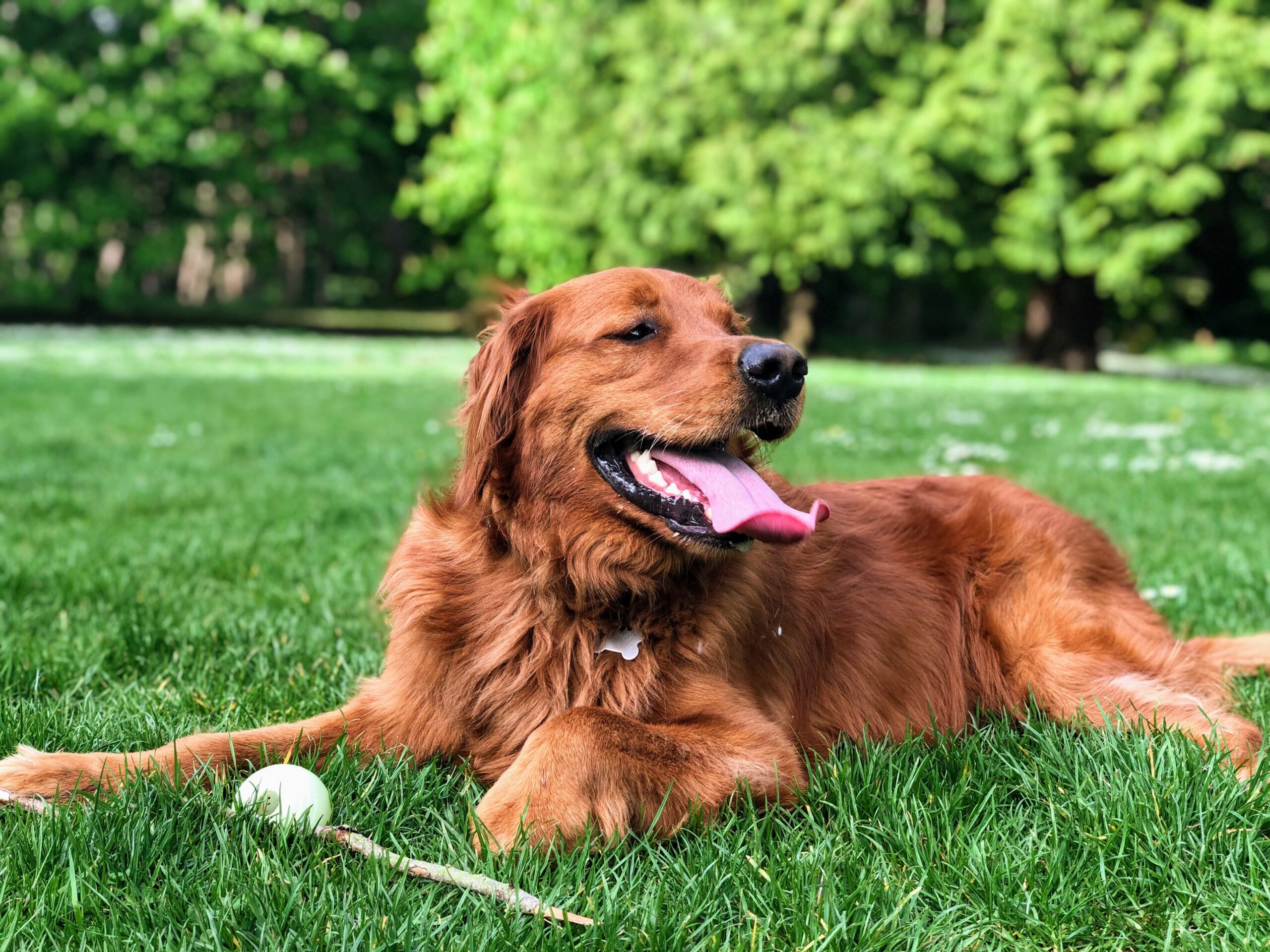 RED LAB DOG WITH BALL LAYING IN GRASS