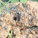 Ant/Fire Ants That Guy's Lawn