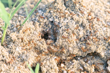 Ant/Fire Ants That Guy's Lawn