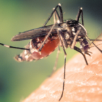Mosquito on Arm That Guy's Lawn