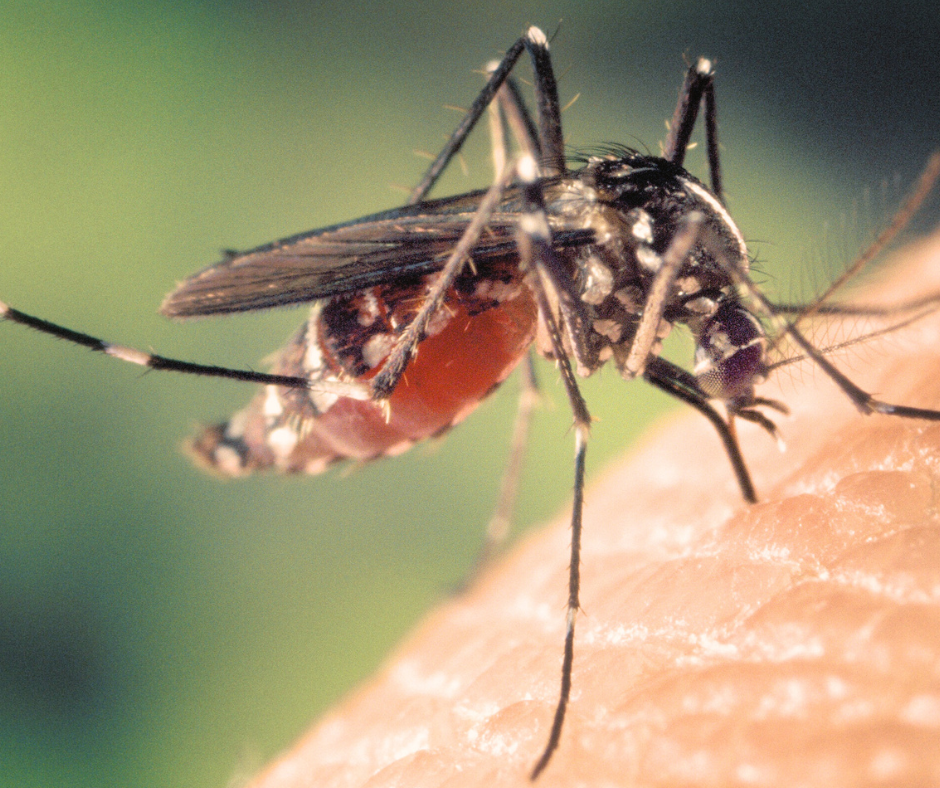 Mosquito on Arm That Guy's Lawn