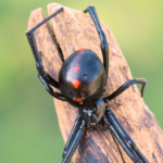 Spider Treatments, That Guy's Lawn