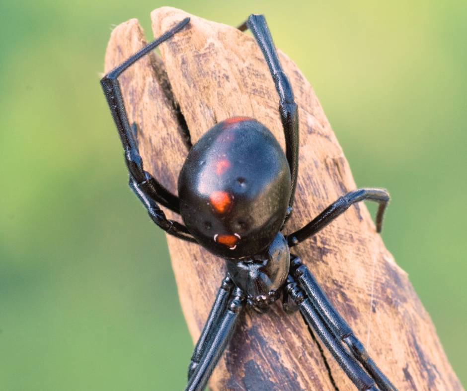 Spider Treatments, That Guy's Lawn