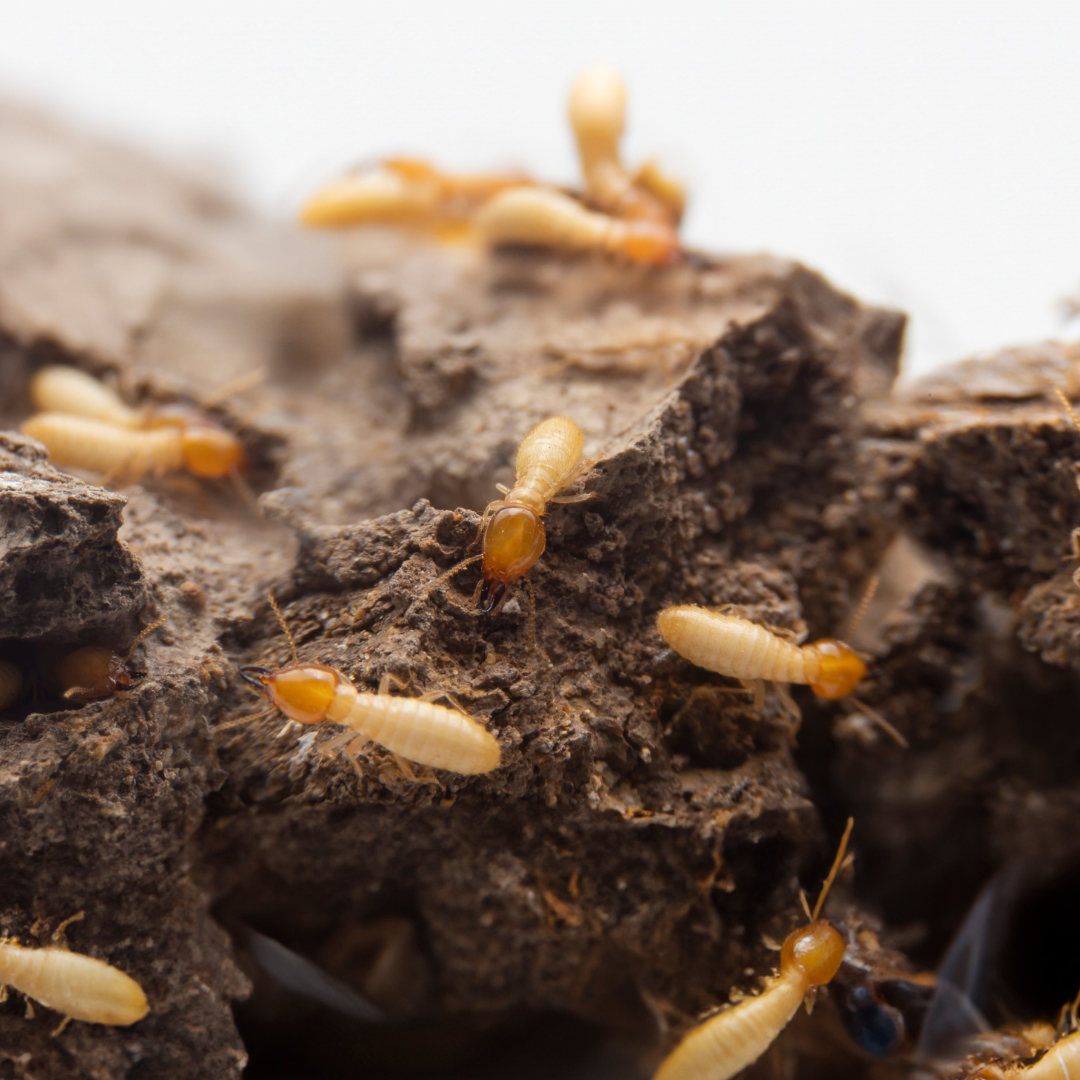 termites, that guys lawn & perimeter pest, pest control